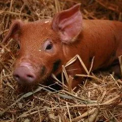 Joint Health - Pigs