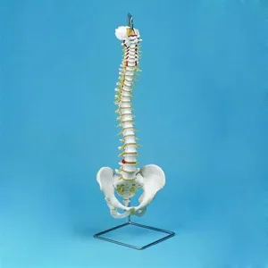 Standard Vertebral Column Flexible