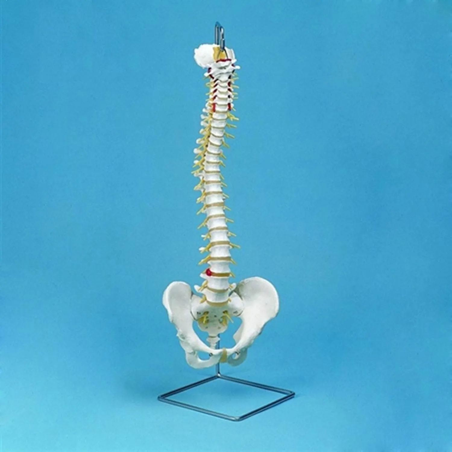 Standard Vertebral Column Flexible